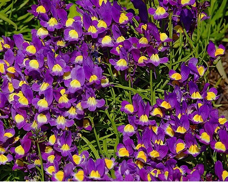 Pansy Viola cornuta 'King Henry'